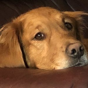 Meet your Posher, Galen